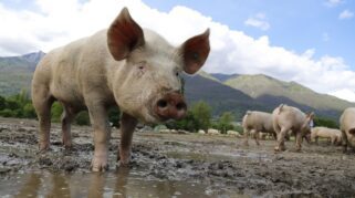 Ilustrasi. ASF, Virus, Ternak Babi (Jai79/Pixabay)