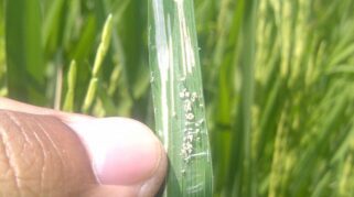 Hama Putih Pada Tanaman Padi Jadi Tantangan Bagi Petani, Begini Cara Mengatasinya