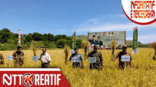 Dandim 1603 Sikka panen raya untuk dukung ketahanan pangan. (nttkreatif.com/Mardat)